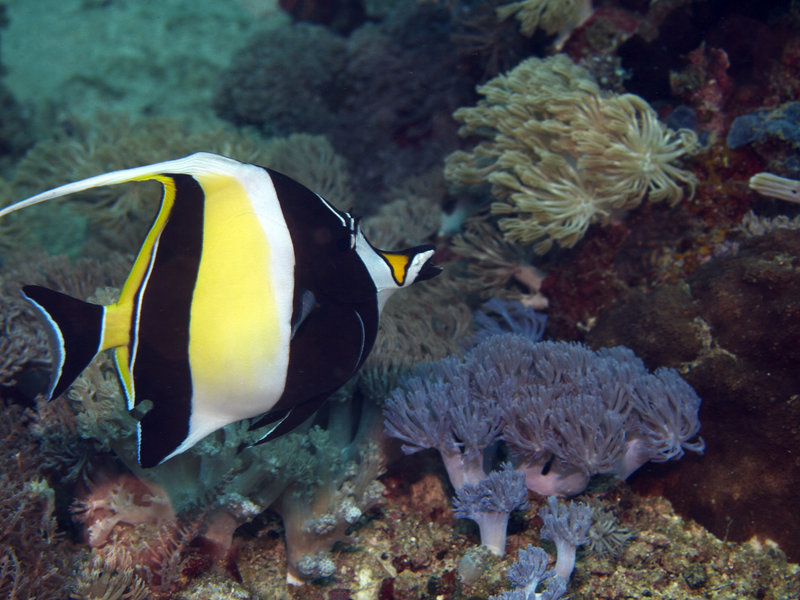 Moorish Idol, Ernie's Cave